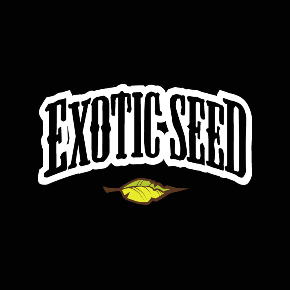 Das Bild zeigt die Worte EXOTIC SEED in fetten, stilisierten weißen Buchstaben mit einer gelben Blattgrafik unter dem Text, alles auf schwarzem Hintergrund.