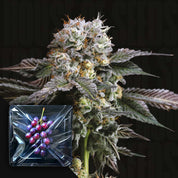 Eine frostige Hashdrip-Knospe von Nine Weeks Harvest mit violetten Farbtönen und einer verpackten Weintraube in der Ecke.