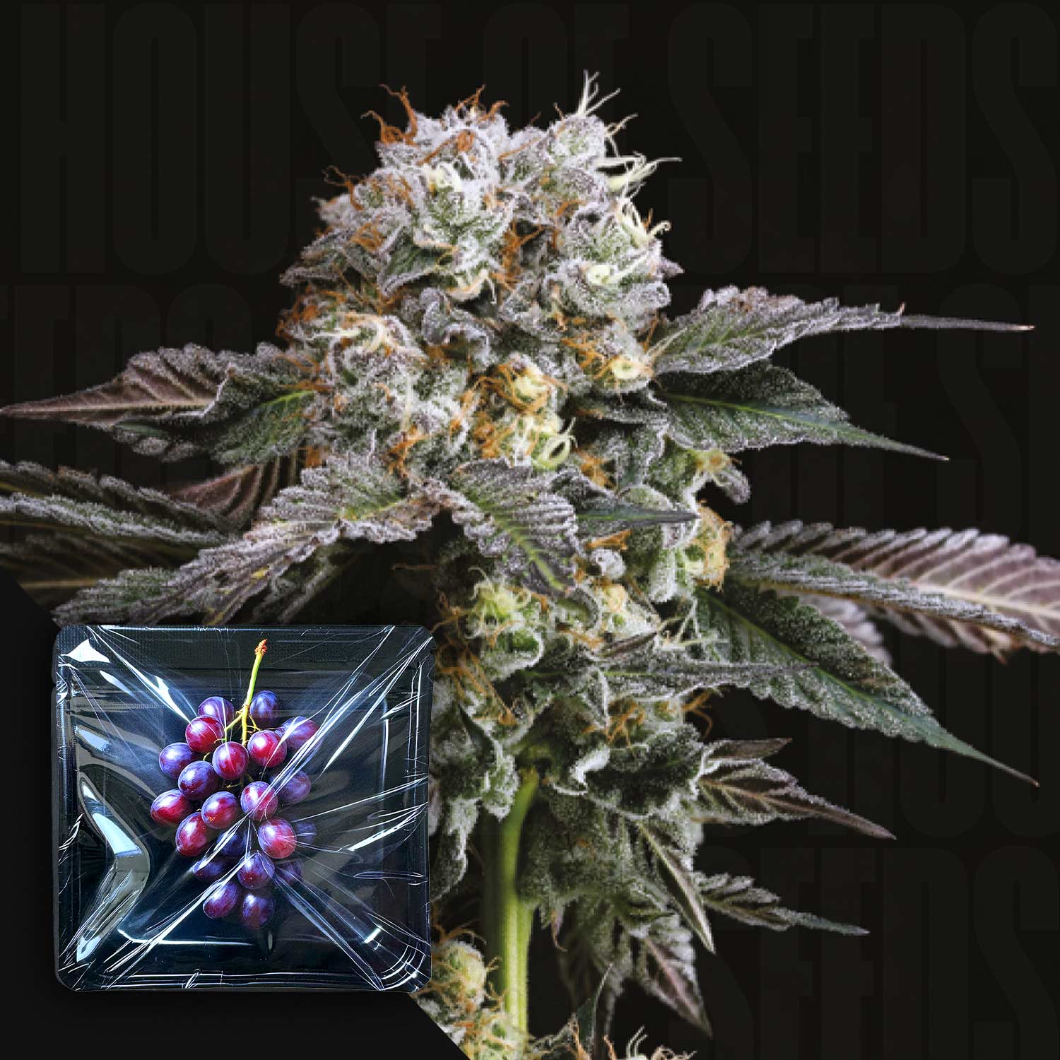 Nahaufnahme einer frostigen Hashdrip-Cannabisknospe von Nine Weeks Harvest, mit Trauben in Plastikfolie in der Ecke.