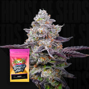 Frostige Cannabisknospe mit lila Blättern, Ecke zeigt Nine Weeks Harvest Karen Packung