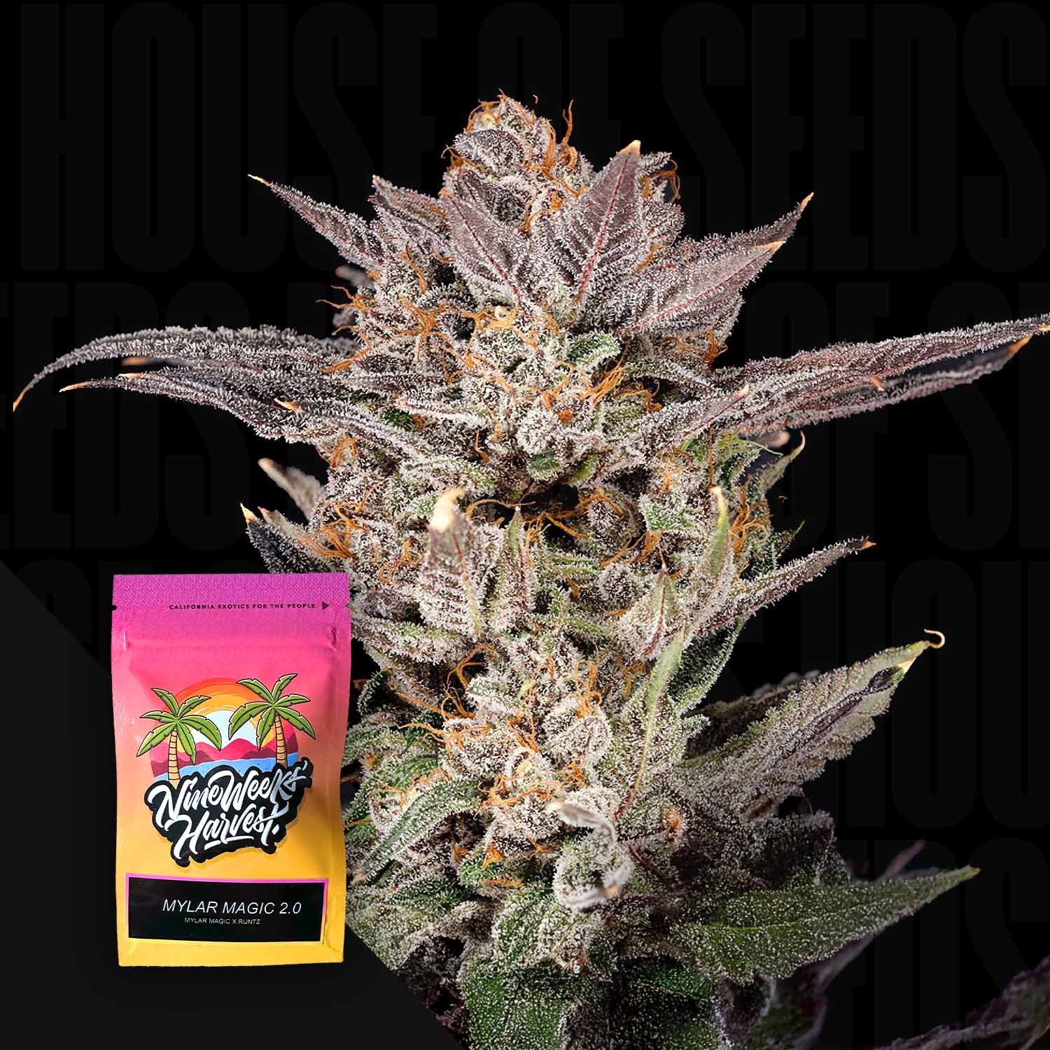 Frostige Cannabisknospe mit lila und grünen Farbtönen neben buntem Nine Weeks Harvest Mylar Magic 2.0 Beutel