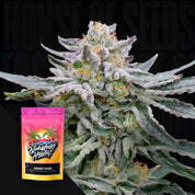 Nahaufnahme einer frostigen Pflanze mit weißen Trichomen, daneben Nine Weeks Harvest Sunset Purr Beutel mit Palmen