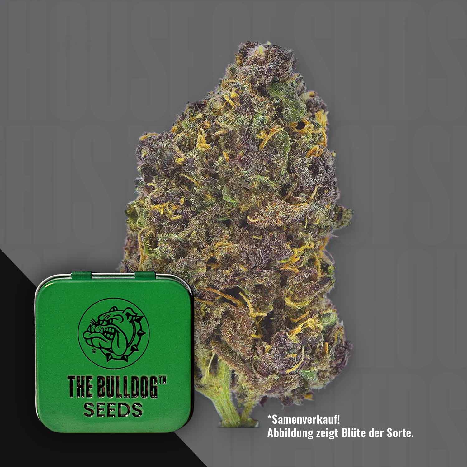 Eine Nahaufnahme einer TB Purple CBD Auto Knospe neben einer grünen The Bulldog Seeds Dose mit ihrem Bulldog-Logo.