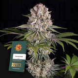 Amnesia Haze