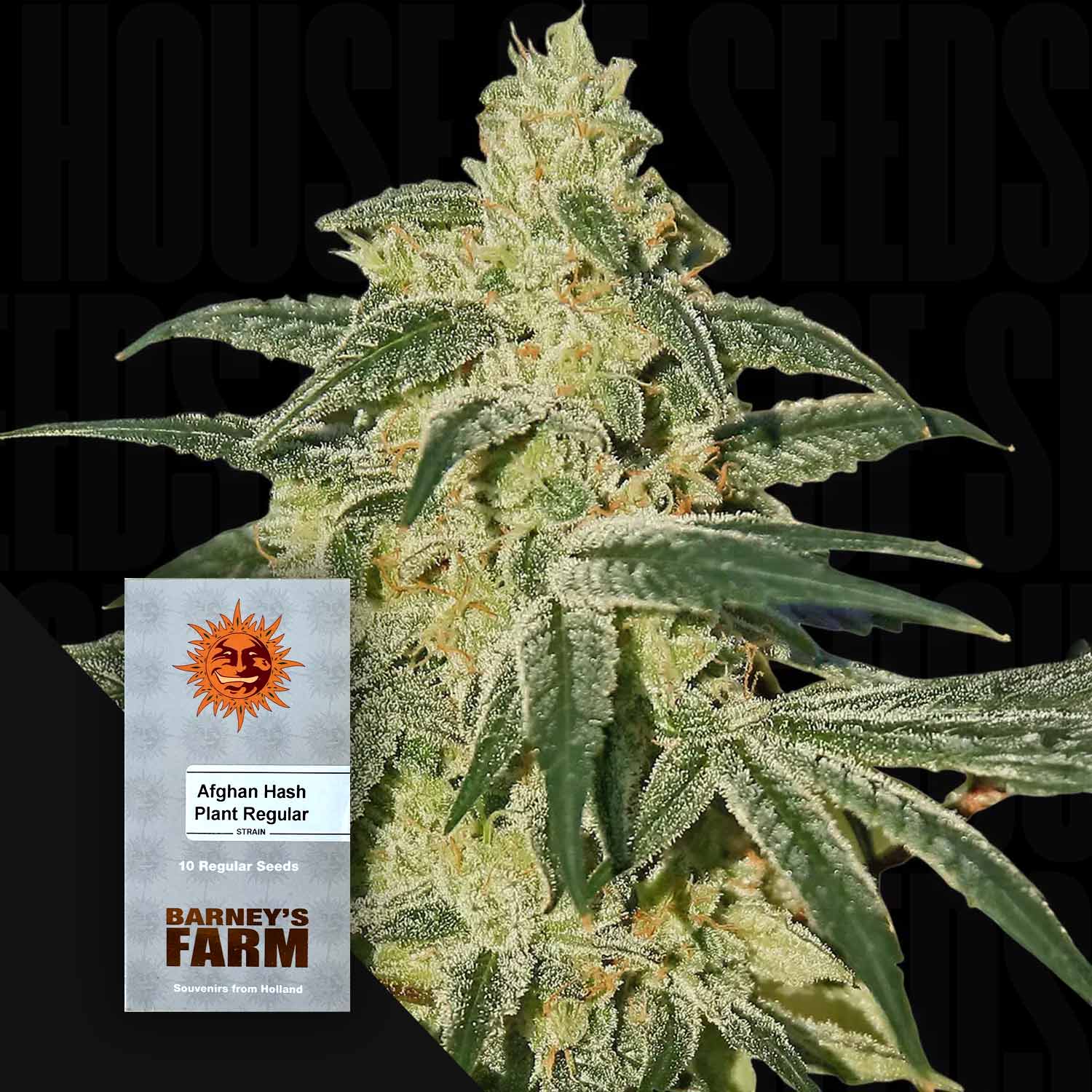 Nahaufnahme einer frostigen Cannabispflanze neben einem Barney's Farm Afghan Hash Plant-Paket.