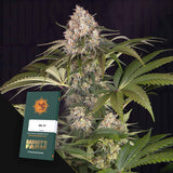 AK-47