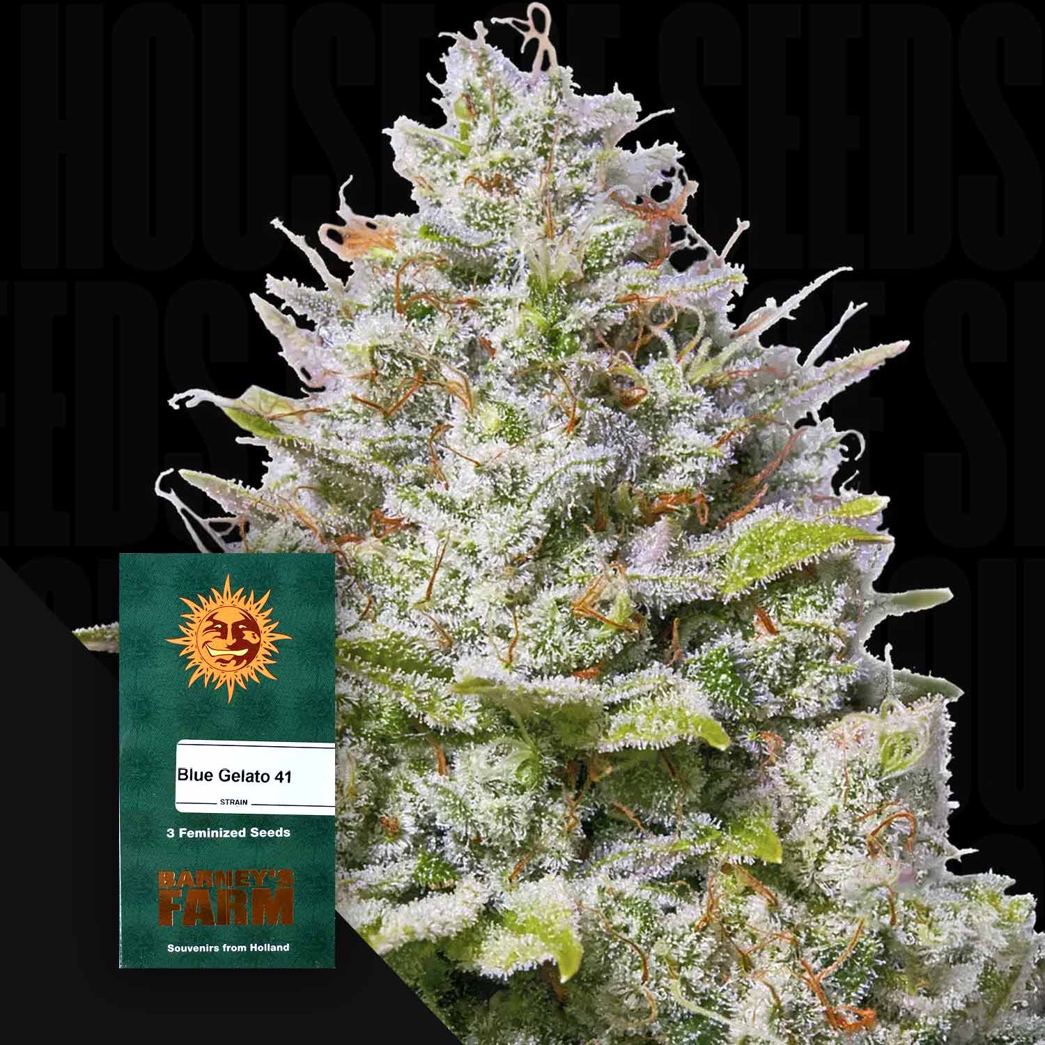 Frostige Cannabispflanze mit Trichomen, Blue Gelato 41 Samenpaket von Barney’s Farm in der unteren linken Ecke