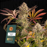 Blue Sunset Sherbert