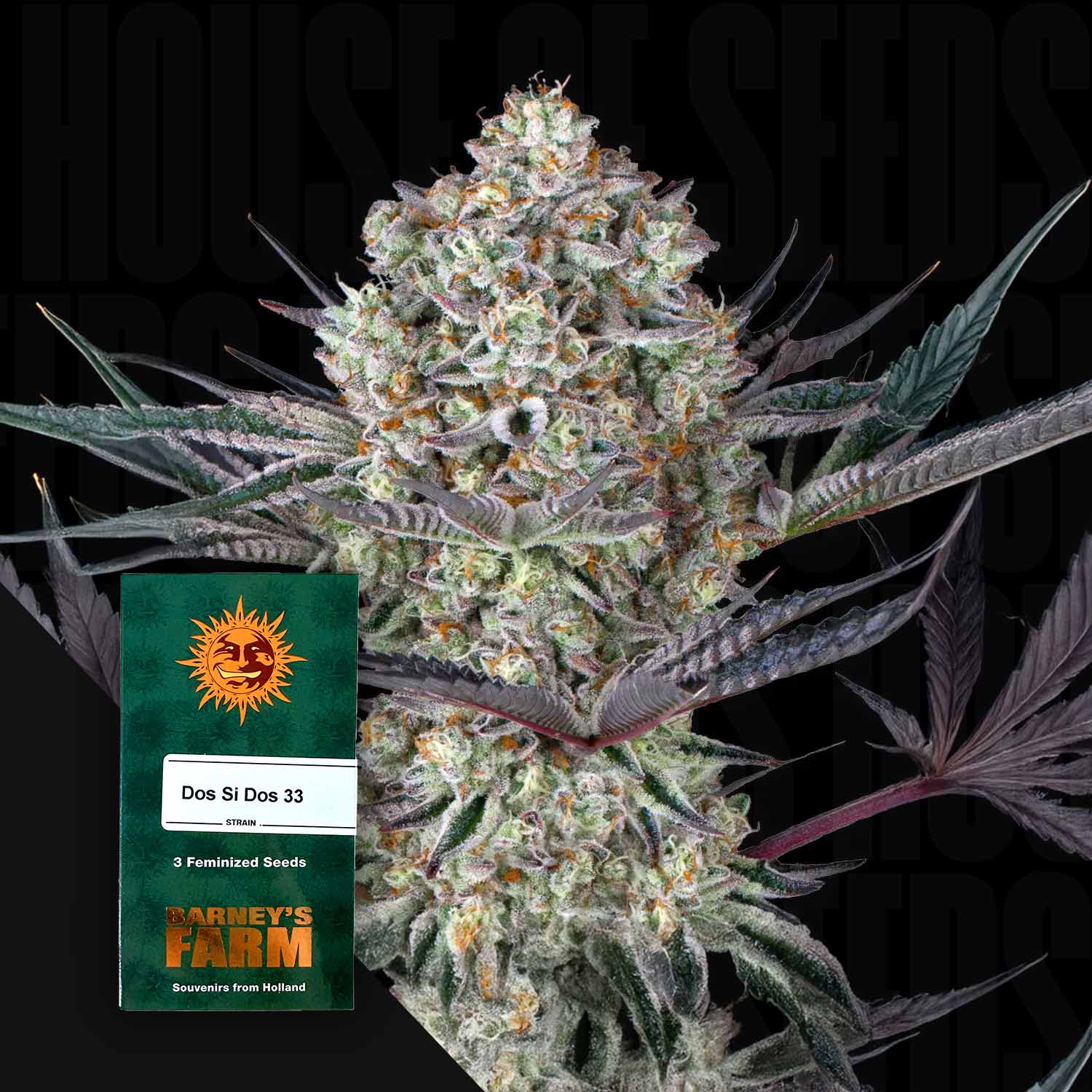 Frostige Cannabisknospe mit lila Blättern, vorne Barney’s Farm Dos Si Dos 33 Samenpackung mit Logo