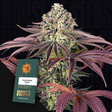 GrandDaddy Purple