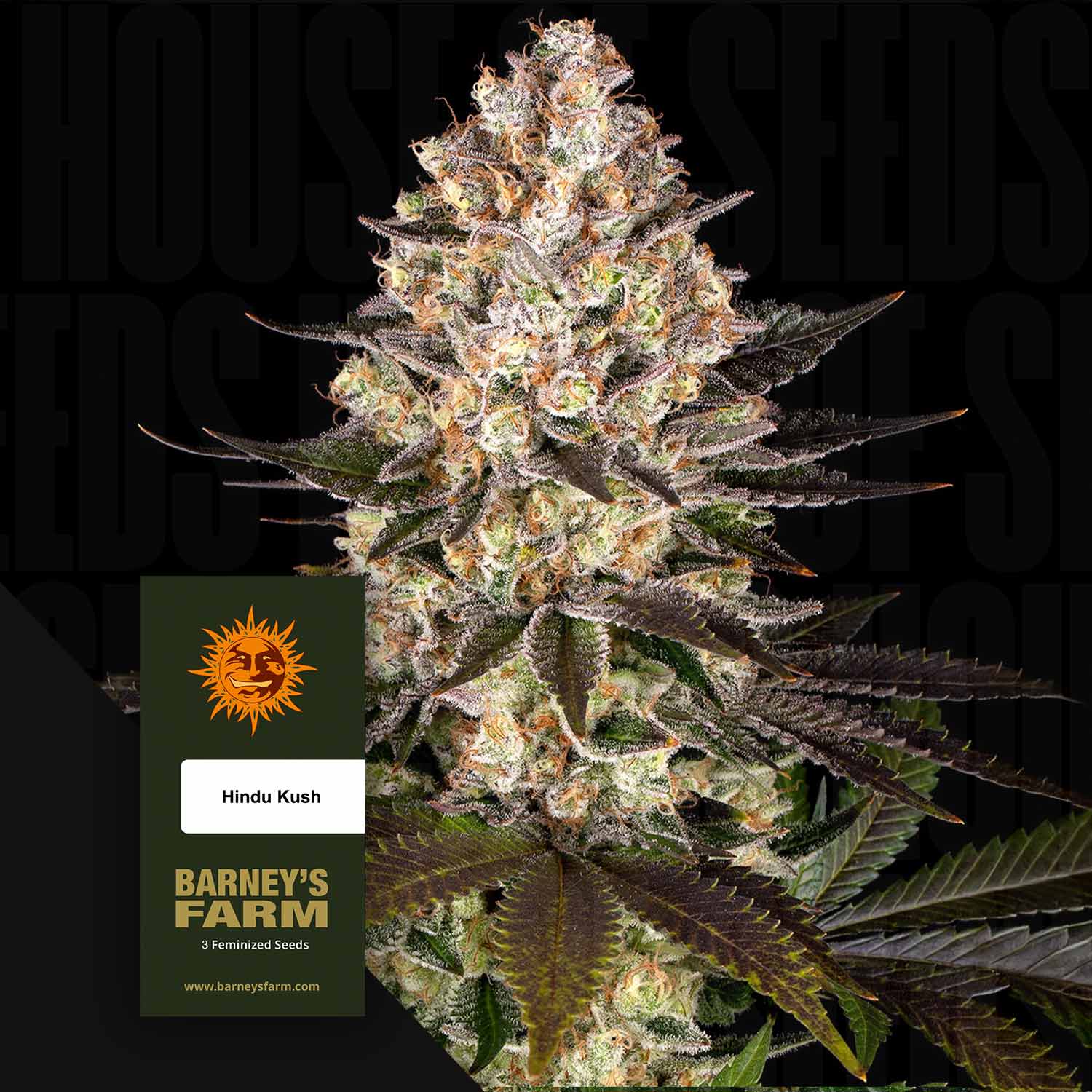 Nahaufnahme einer frostigen Hindu Kush Knospe neben einer Barney's Farm Hindu Kush Samenpackung.