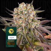 Nahaufnahme einer frostigen Limoncello Cannabisknospe mit orangen Haaren und grün-violetten Blättern, daneben Barney’s Farm Verpackung mit lebendigem Design