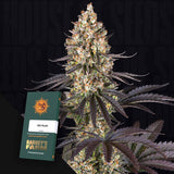 OG Kush