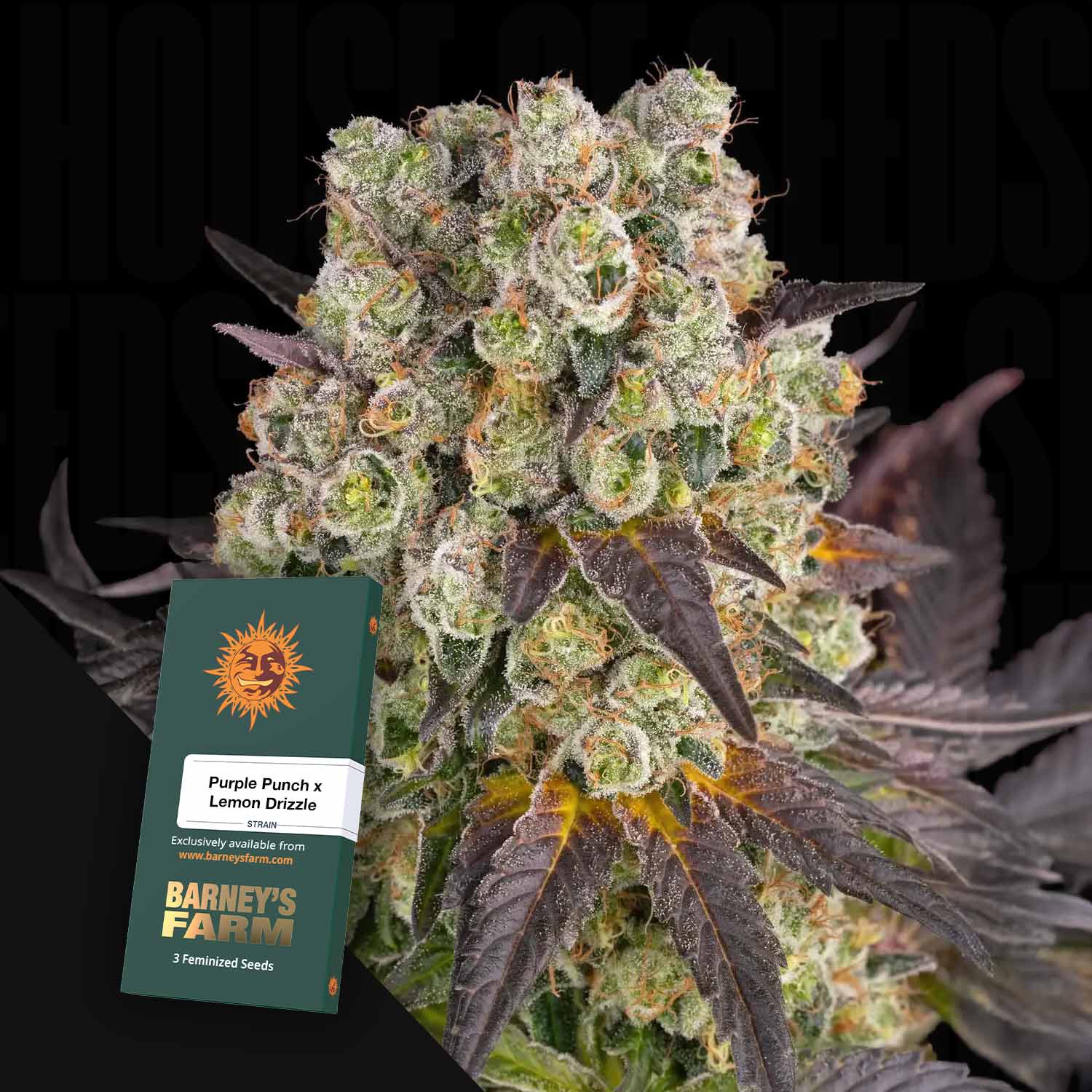 Nahaufnahme einer frostigen Purple Punch x Lemon Drizzle-Pflanze mit einem Samenpaket von Barney's Farm davor.