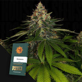 Shiskaberry