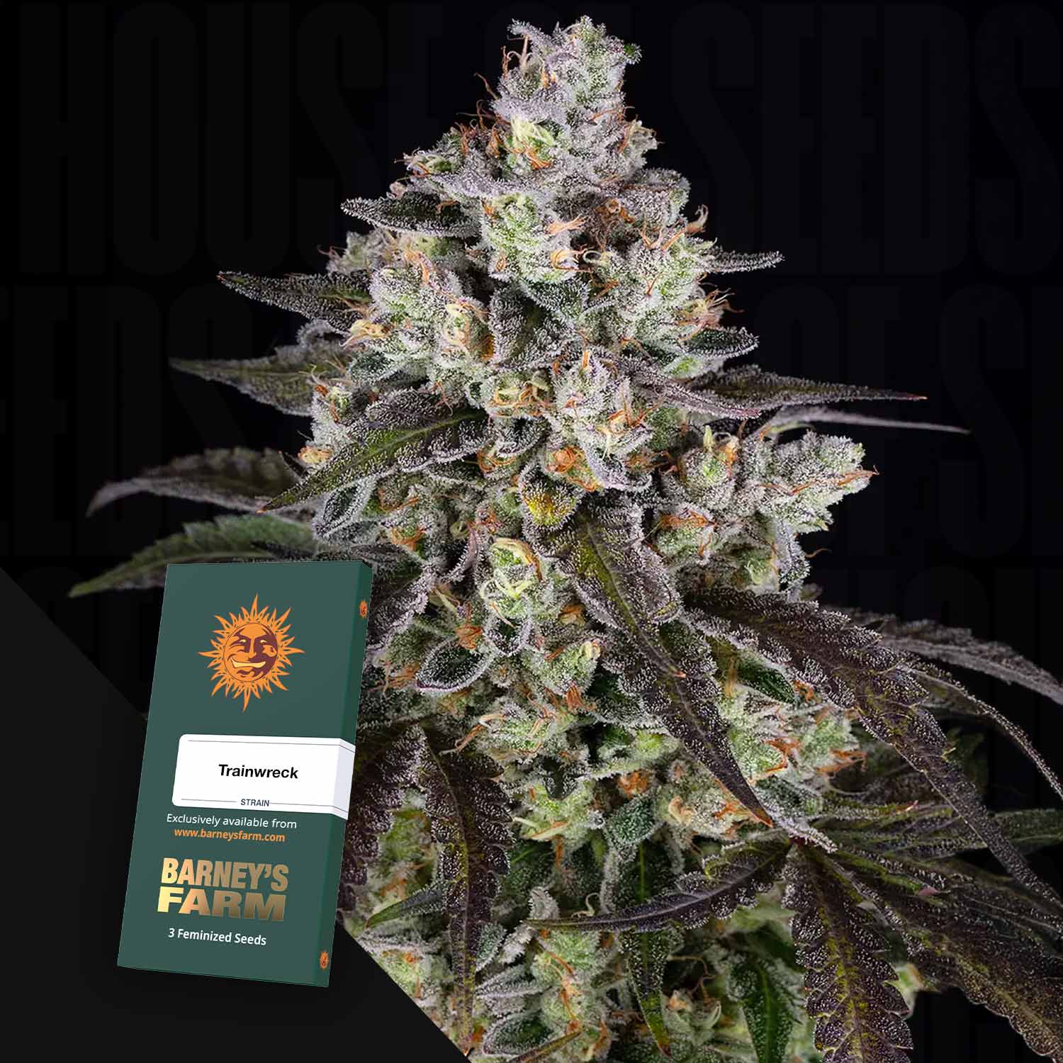 Eine Nahaufnahme einer frostigen Cannabispflanze mit einer Barney's Farm Trainwreck-Samentüte davor.