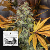Strawberry OG