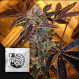 Tahoe OG Kush