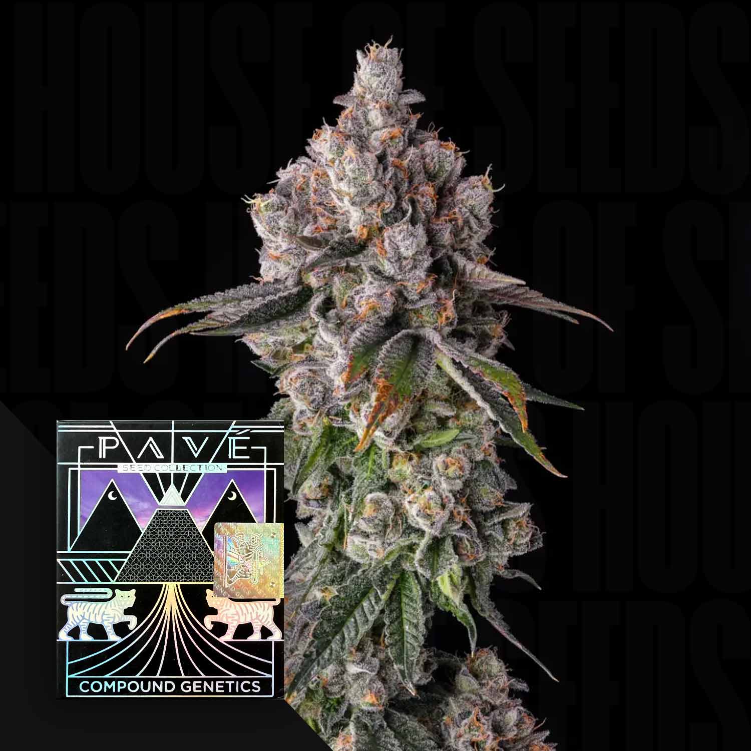 Eine Nahaufnahme einer frostigen Cannabisknospe mit einem bunten Compound Genetics 90 Proof Etikett in der Ecke.