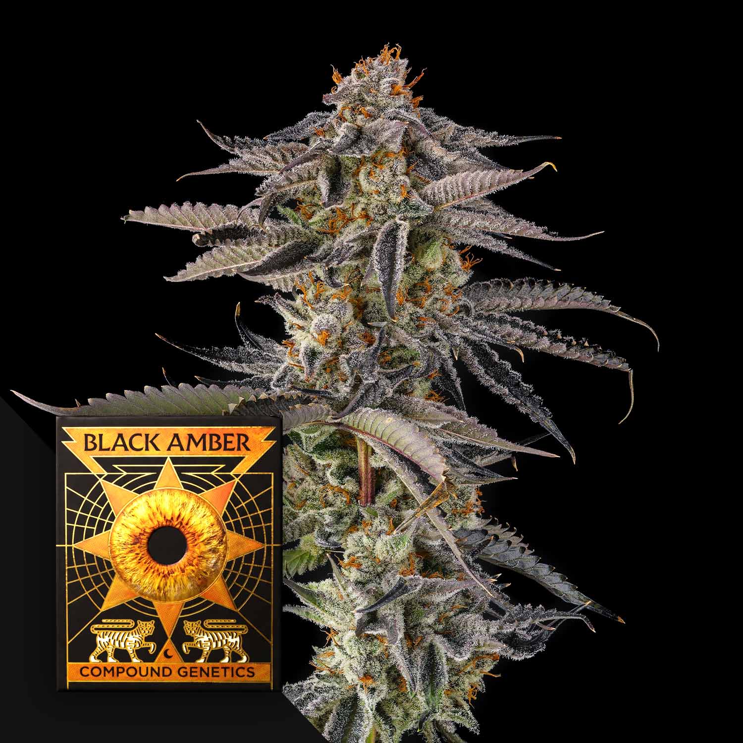 CG-JAH-0