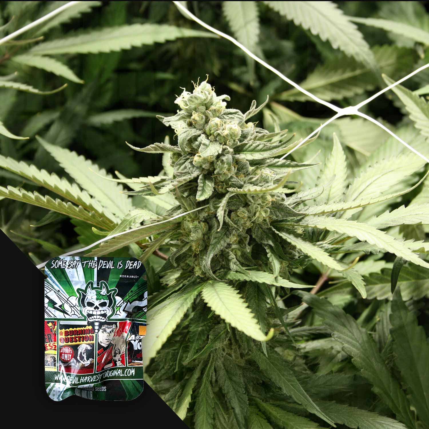 Nahaufnahme von RLX Runtz Cannabis von Devil's Harvest mit grünen Knospen und Blättern, Samenpäckchen in der Ecke.