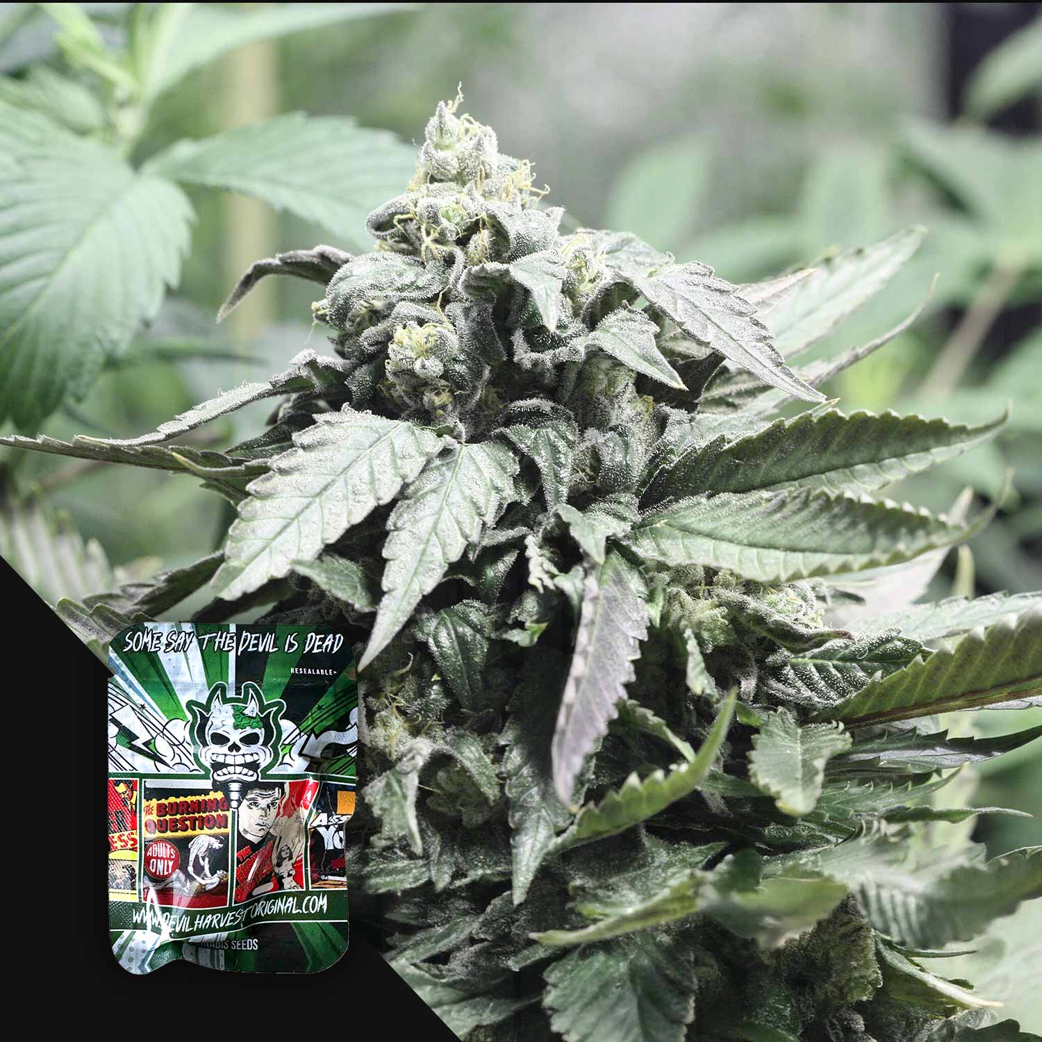 Nahaufnahme einer Shore Line Cannabispflanze mit dichten frostigen Knospen und grünen Blättern, mit Devil’s Harvest Verpackung