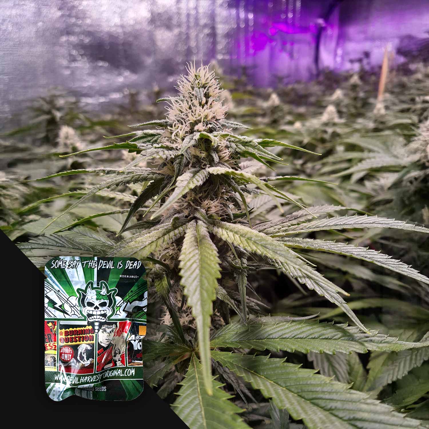 Nahaufnahme von Strawberry Sour Diesel, die im Haus blüht, mit Devil's Harvest-Samentütchen im Vordergrund.