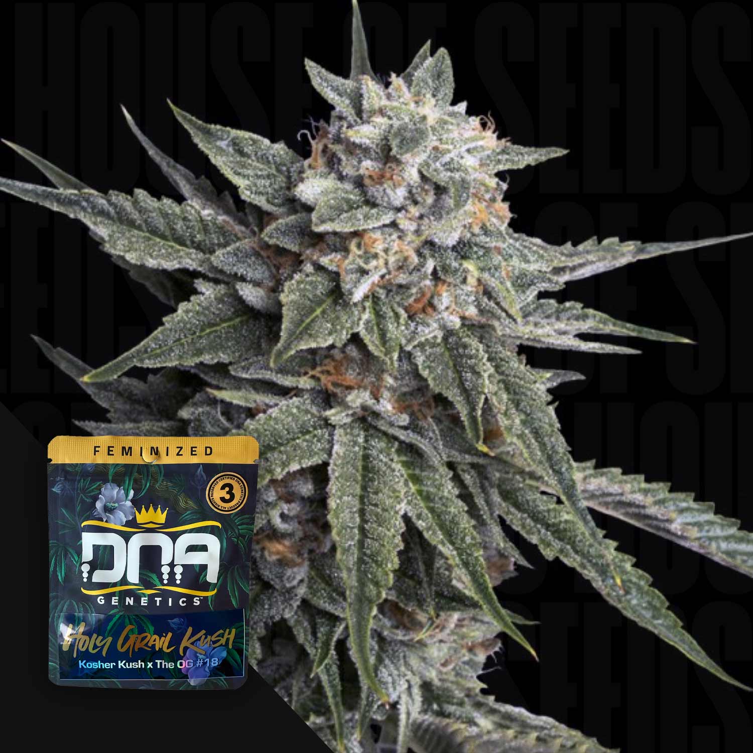 DNA-HGK-0