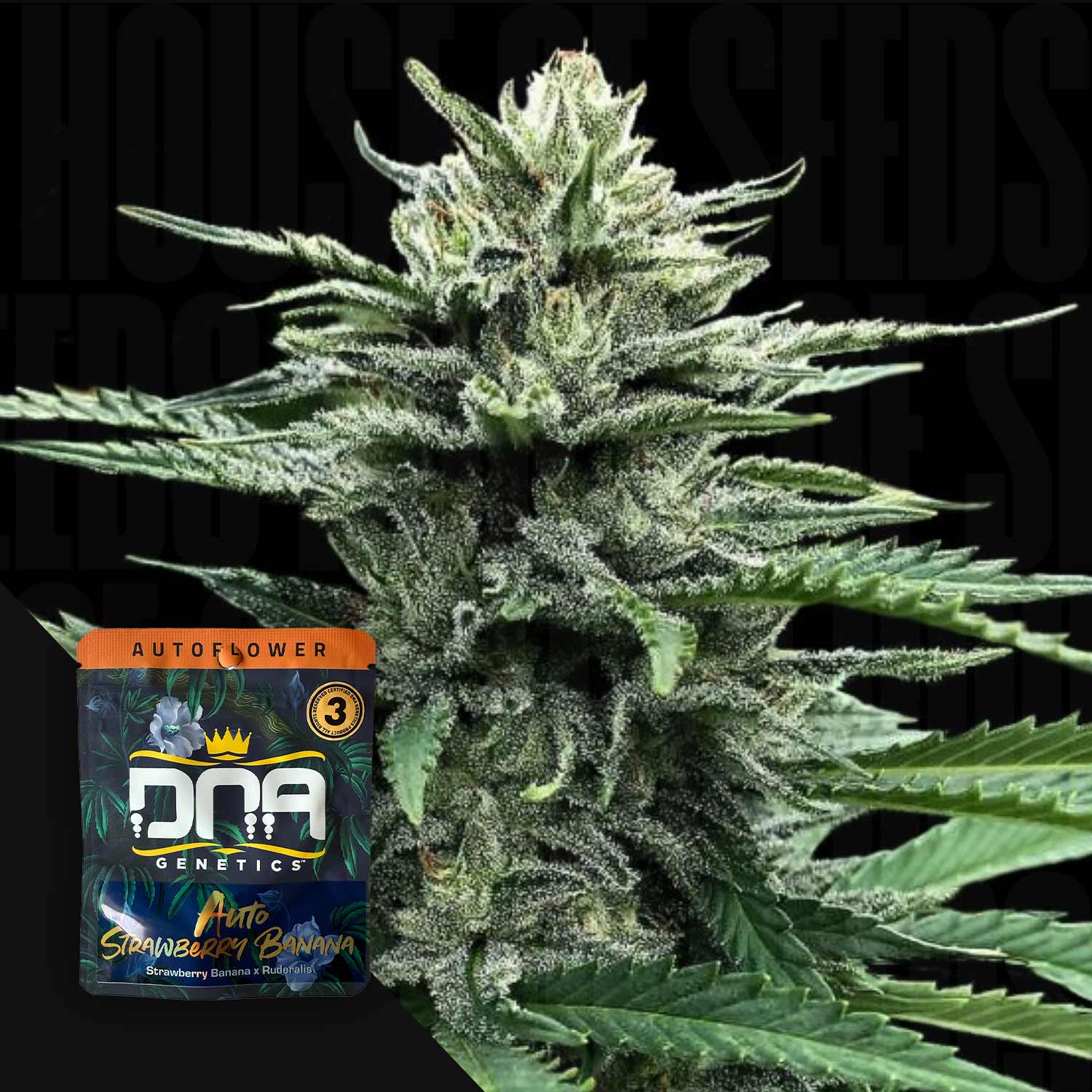 Nahaufnahme einer Cannabispflanze mit einem DNA Genetics AUTO Strawberry Banana Samenpaket in der Ecke.