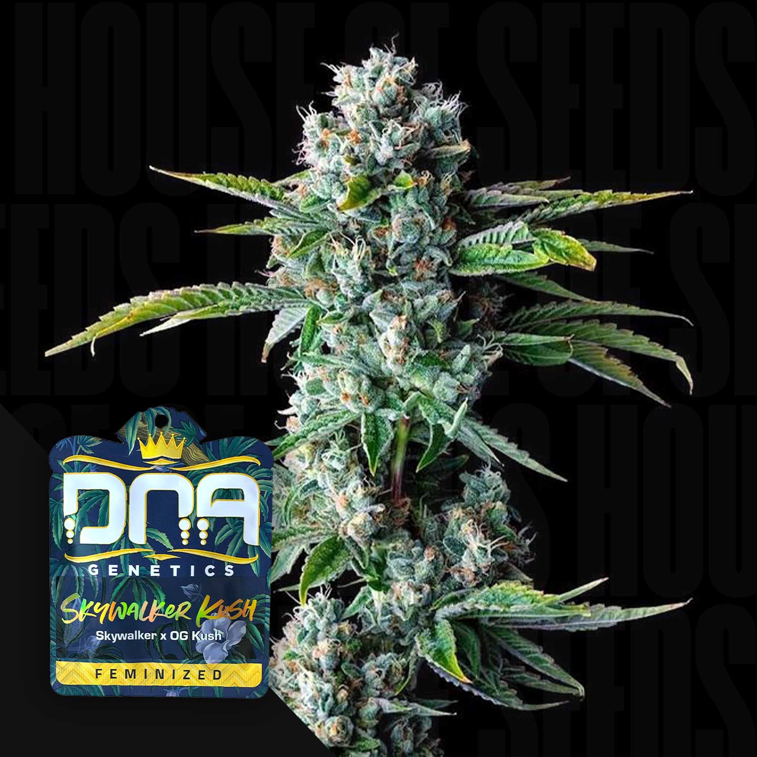Eine dichte, mit frostigen Knospen versehene Skywalker Kush Cannabis-Pflanze; DNA Genetics Branding auf der Samenpackung.