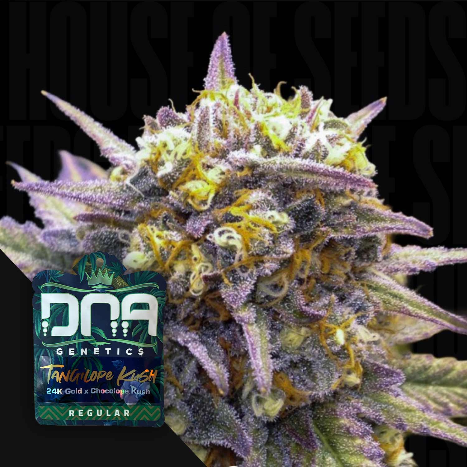 Nahaufnahme der Tangilope Kush Cannabis Knospe mit lila und gelben Farbtönen; DNA Genetics Logo in der Ecke.