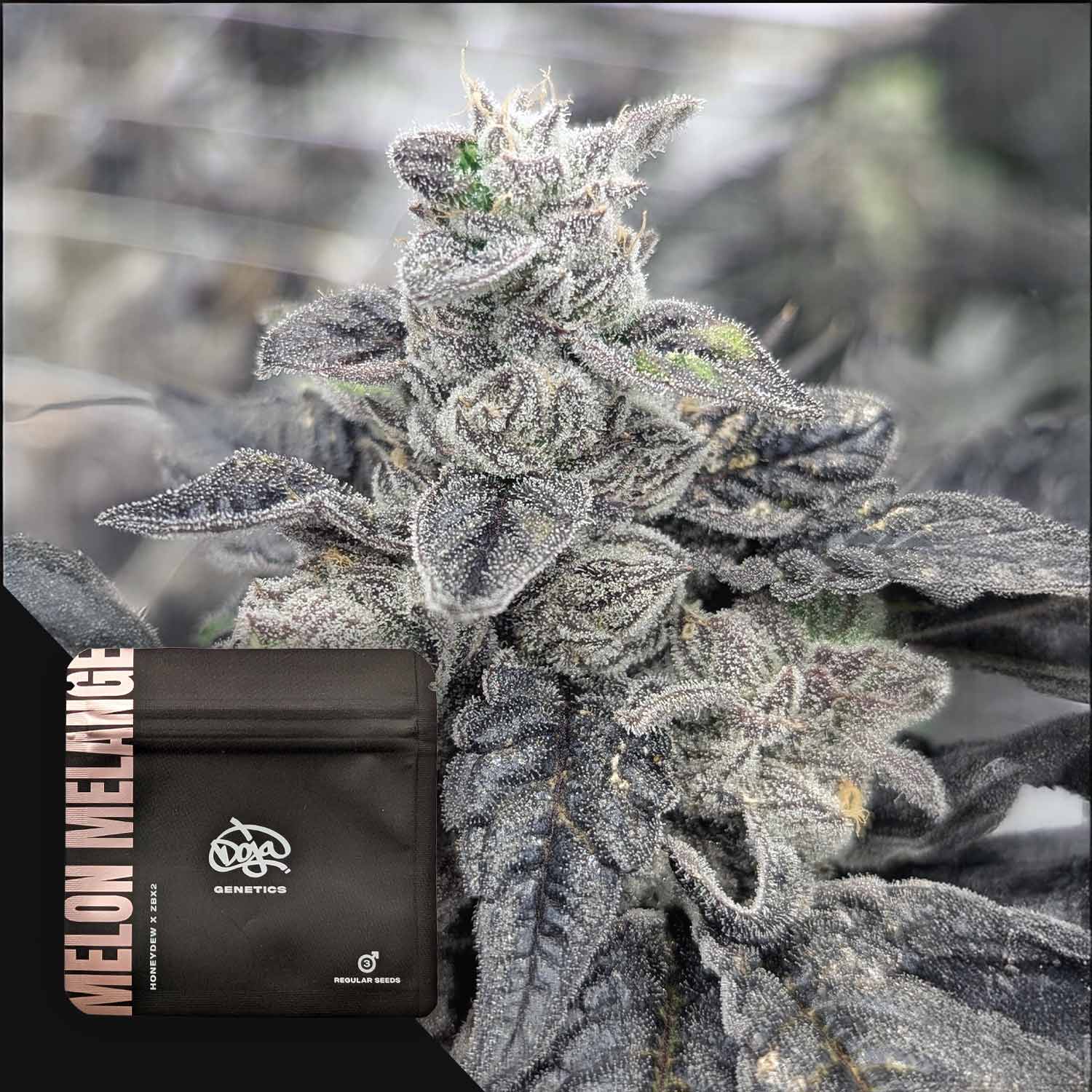 Frostige Cannabis-Knospe mit dunklen Blättern und einem Doja Genetics-Beutel mit der Aufschrift Melon Melange in der Ecke.