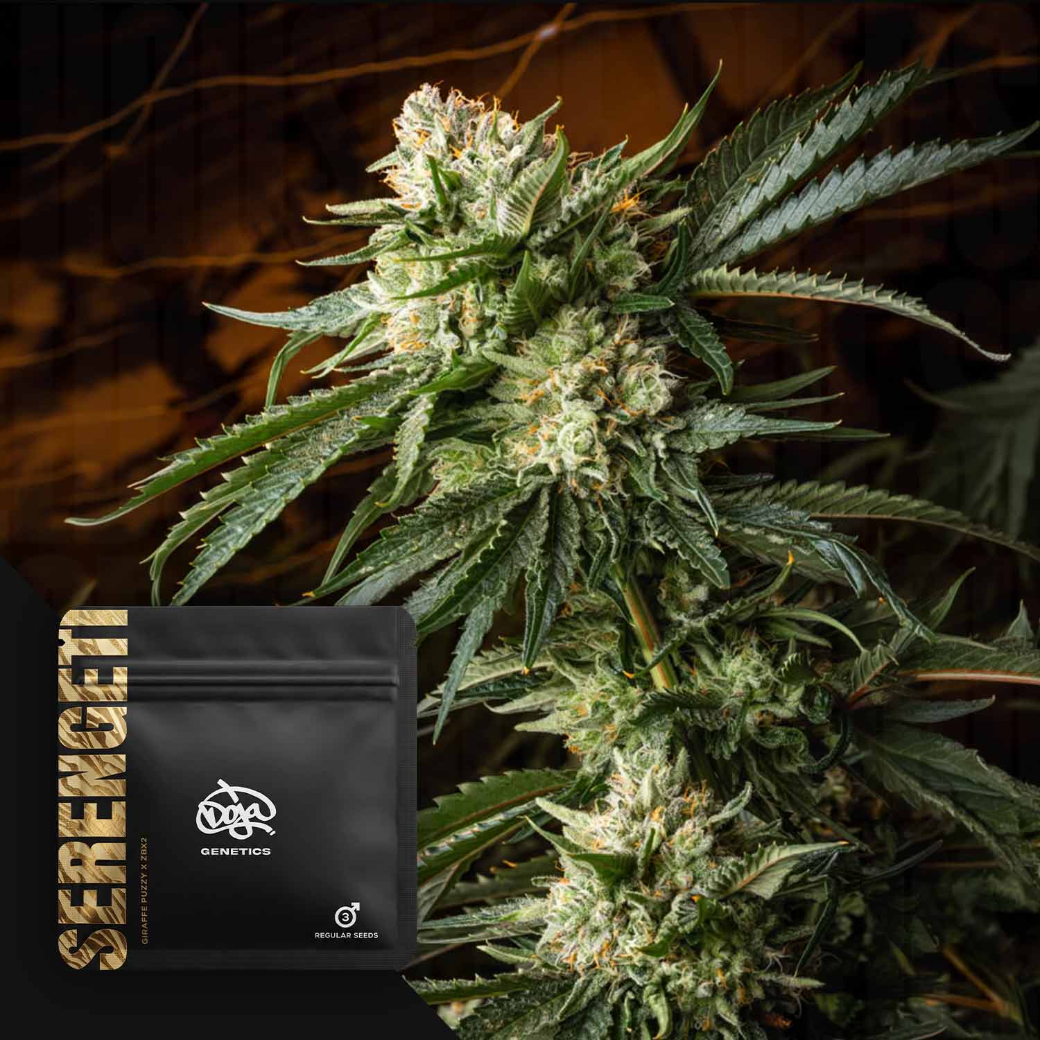 Nahaufnahme einer Cannabispflanze mit dichten Blüten; im Vordergrund liegt eine schwarze Doja-Serengeti-Samenpackung.