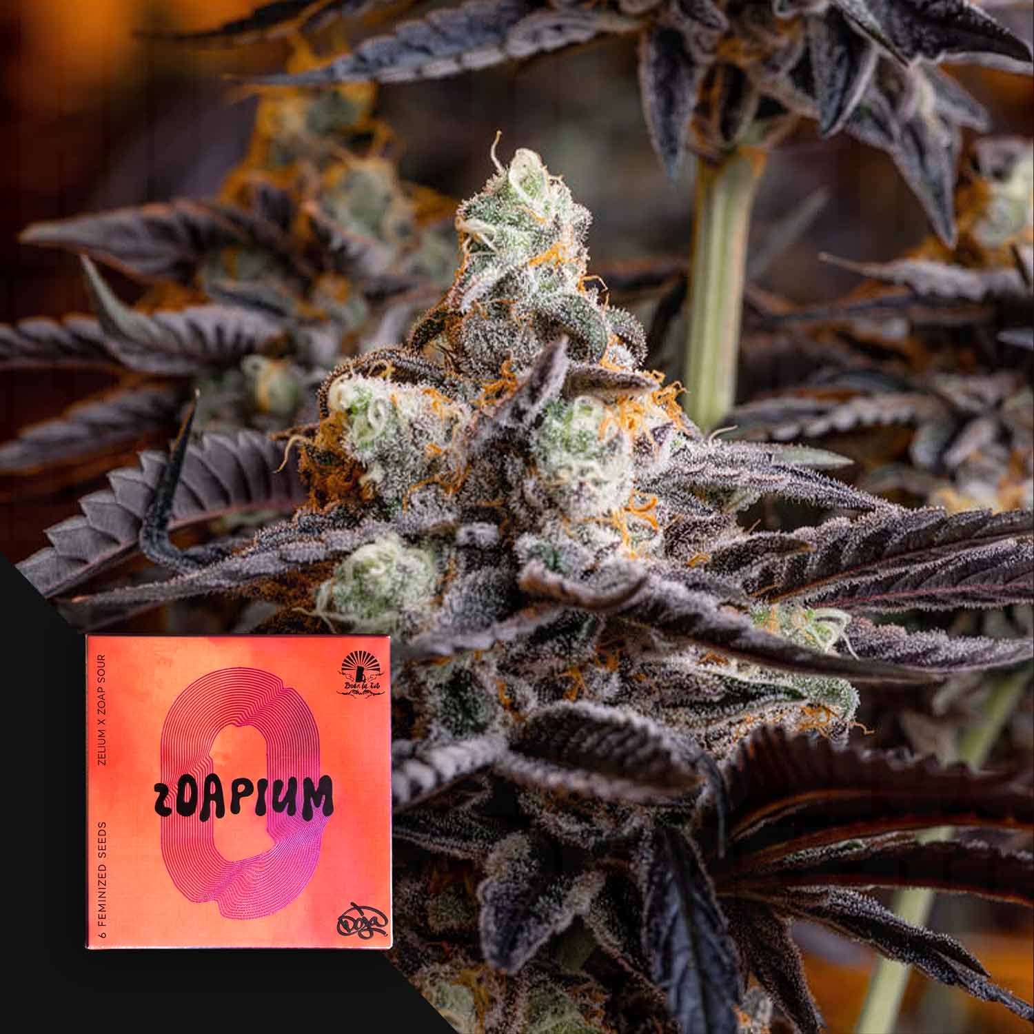Nahaufnahme einer mit Reif überzogenen Cannabispflanze mit violetten Blättern sowie einem rosa „Doja Zoapium“-Etikett in der Ecke.