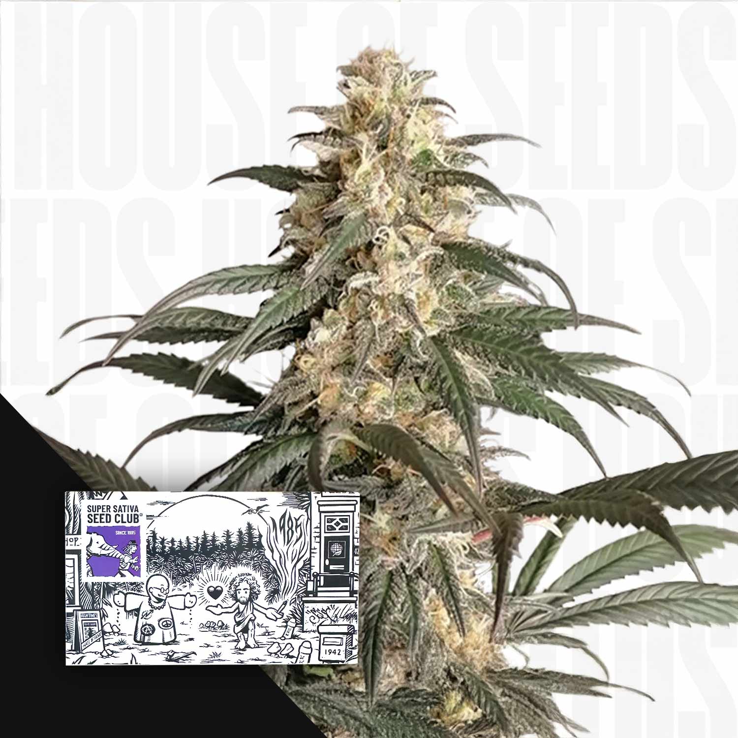 Nahaufnahme einer Black Lebanon Cannabis Pflanze mit dichten Knospen und grünen Blättern, Ecke zeigt Super Sativa Seed Club Packung