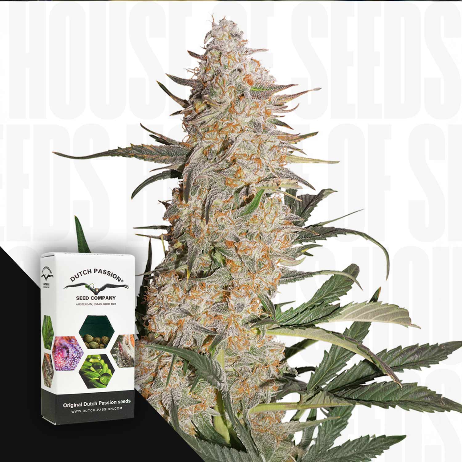 Große Critical Orange Punch Cannabisknospe mit weißen Trichomen und orangefarbenen Haaren neben Dutch Passion Packung