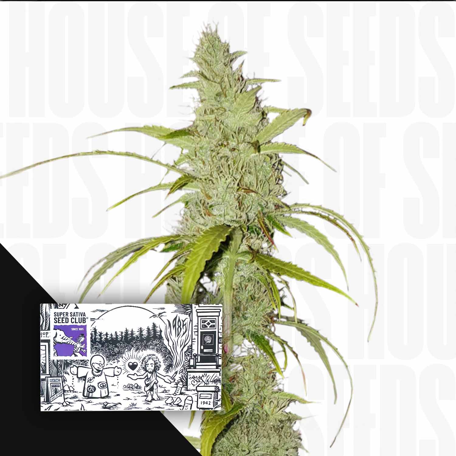 Auto Creeper von Super Sativa Seed Club: eine hohe Cannabis-Pflanze mit dichten Knospen und auffälliger schwarz-weißer Verpackung.