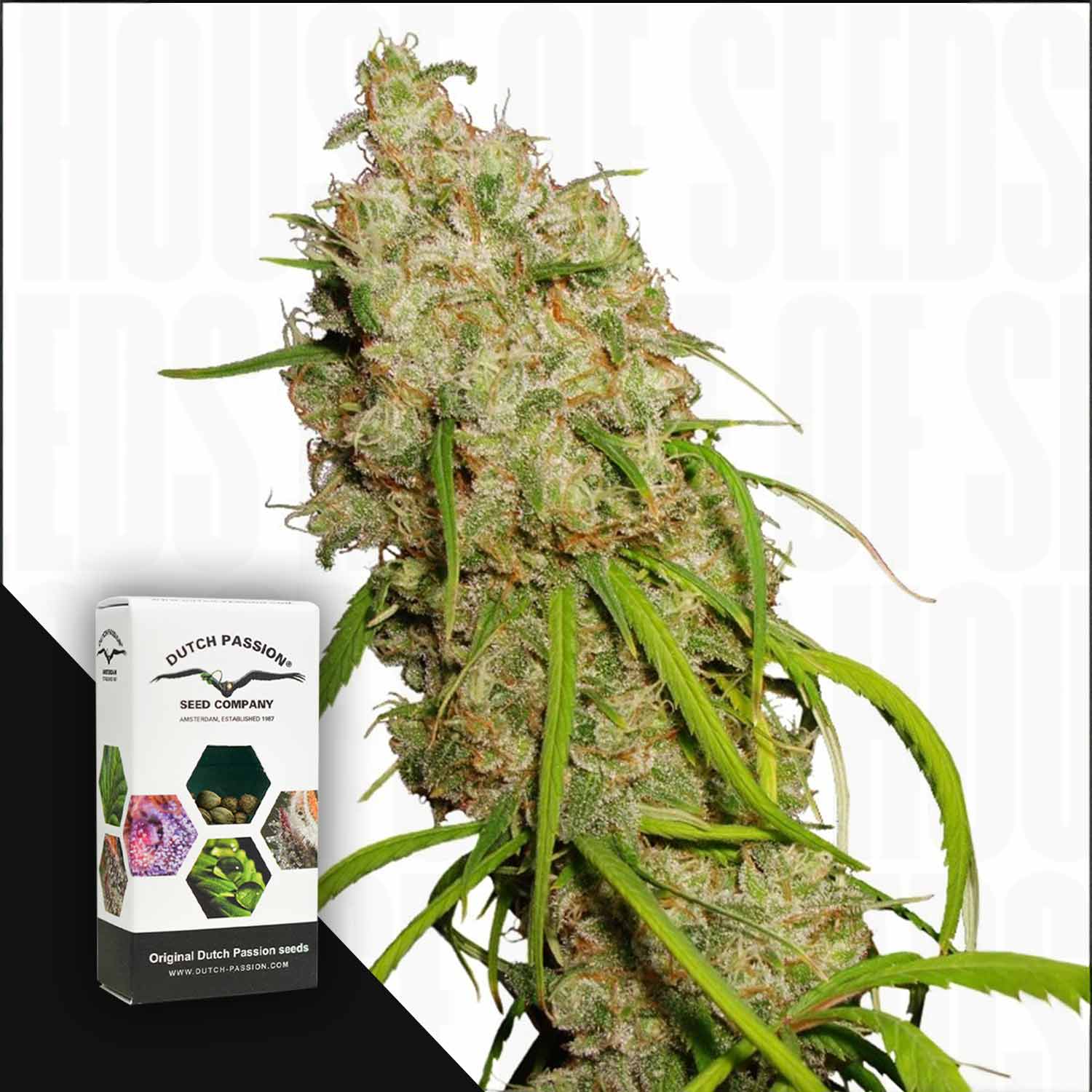 Nahaufnahme von Desfrán-Cannabisknospen neben einer Dutch Passion-Box auf weißem Hintergrund.