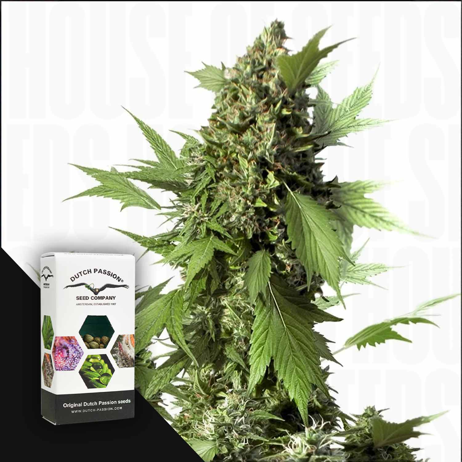 Eine hohe Auto Duck Cannabispflanze mit dichten Knospen neben einer Dutch Passion Box auf weißem Hintergrund.