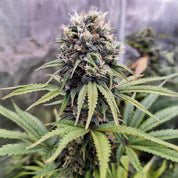 Nahaufnahme einer Euforia Pflanze von Dutch Passion mit harzigen Knospen und gezackten grünen Blättern