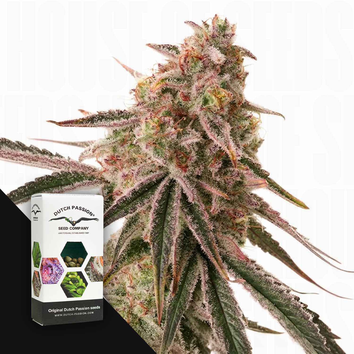 Nahaufnahme einer frostigen Frozen Biscotti Cannabis-Knospe von Dutch Passion neben ihrer Samenpackung auf weißem Hintergrund.