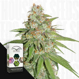 Glueberry O.G.