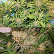 Zwei Aufnahmen von Dutch Passion Glueberry OG Pflanzen mit frostigen Knospen und grünen Blättern