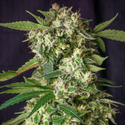 Nahaufnahme von Karels Haze Cannabis Pflanze von Super Sativa Seed Club mit grünen Blättern und frostigen Knospen