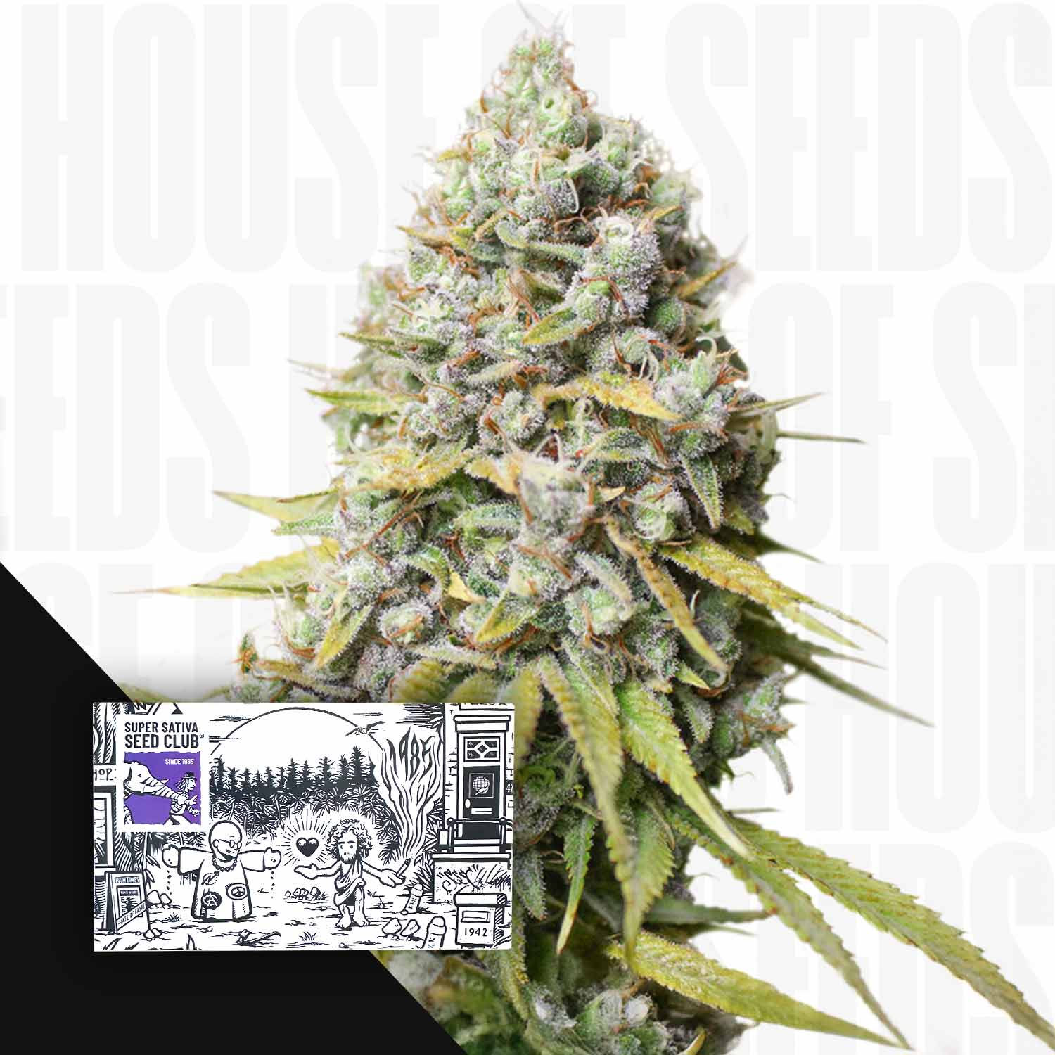 Nahaufnahme von dichten Kosher Haze-Knospen; Super Sativa Seed Club-Samenpaket in der Ecke abgebildet.