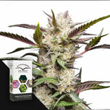 Auto Mimosa Punch