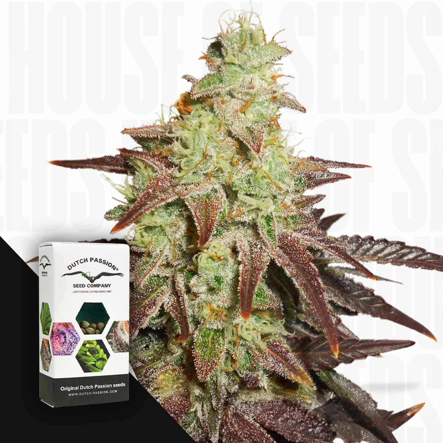 Nahaufnahme einer frostigen Auto Night Queen-Knospe mit rötlichen Blättern neben einer Dutch Passion-Samenpackung.