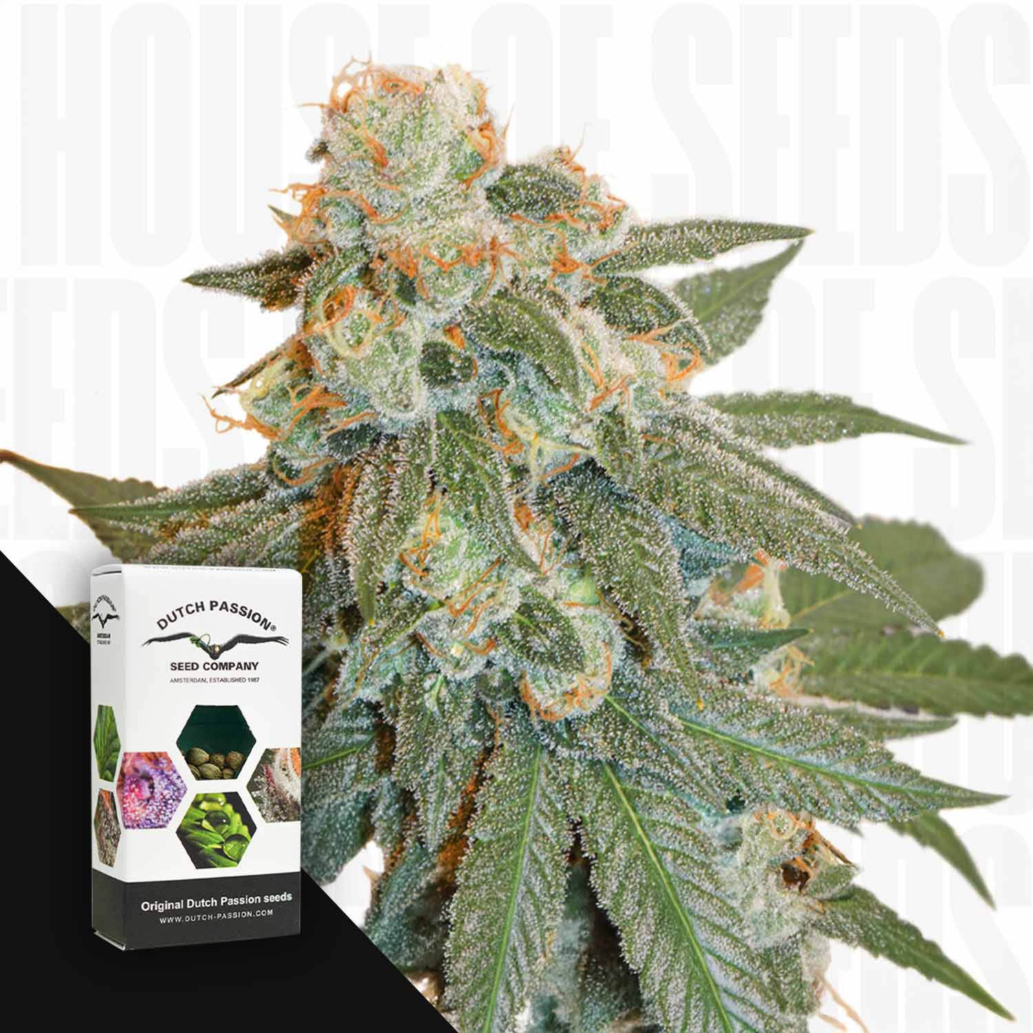 Nahaufnahme einer Auto Orange Bud mit frostigen Trichomen, neben einer Dutch Passion Samenschachtel.