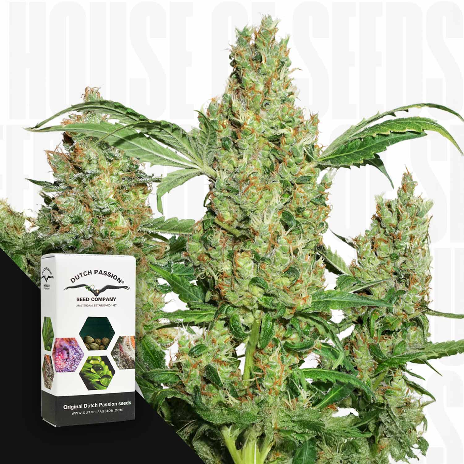Power Plant Cannabis mit dichten Knospen von Dutch Passion, abgebildet neben seiner Box auf weißem Hintergrund.