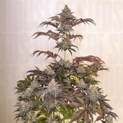 Nahaufnahme der Dutch Passion Sugar Bomb Punch mit reifen frostigen Knospen, lila Farbtönen und spitzen Blättern